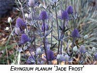Eringium Planum Jade Frost image