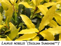 Laurus Nobilis Sicilian Sunshine image