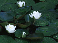 Water lilies image