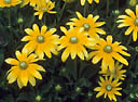 (image for) Armitage Herbaceous Selections Portfolio