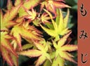 (image for) Japanese Maples by Francie Schroeder