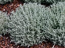 (image for) Portfolio of Herbaceous Plants