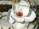 (image for) Portfolio of Woody Plants