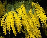 Acacia bloom photograph