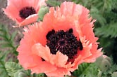 Poppy photograph