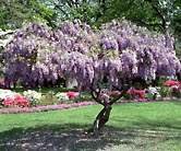 Flowering tree photograph