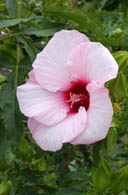 Hibiscus photograph