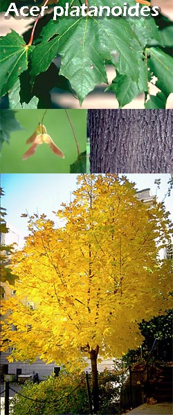 Pictures of leaf, bark, bloom, tree