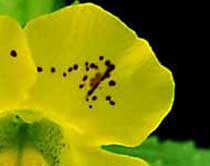 Mimulus luteus picture