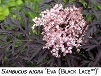 Sambucus 'Eva (Black Lace)'