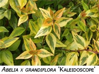 Kaleidoscope Abelia