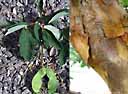 HORTICOPIA® Professional Education Edition