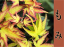 Japanese Maples image