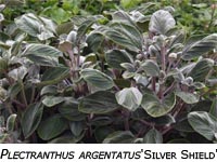 Plectranthus Argentatus Silver Shield image