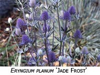 Eringium Planum Jade Frost image