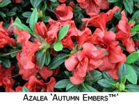 Azalea Autumn Embers image