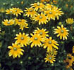 Yellow flowers image