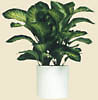 Potted plant image