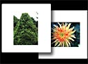 HORTICOPIA® Stock Photography